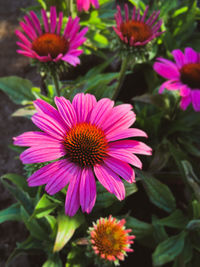 Close-up of pink flowers