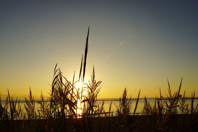 Silhouette plants on field against sky during sunrise