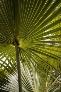 Low angle view of palm leaf