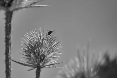 Close-up of insect on flower