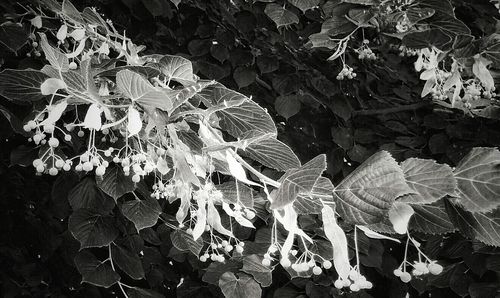 Leaves on plant