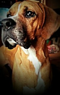 Close-up portrait of a dog