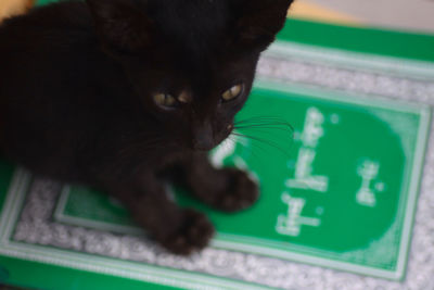 Close-up of cat