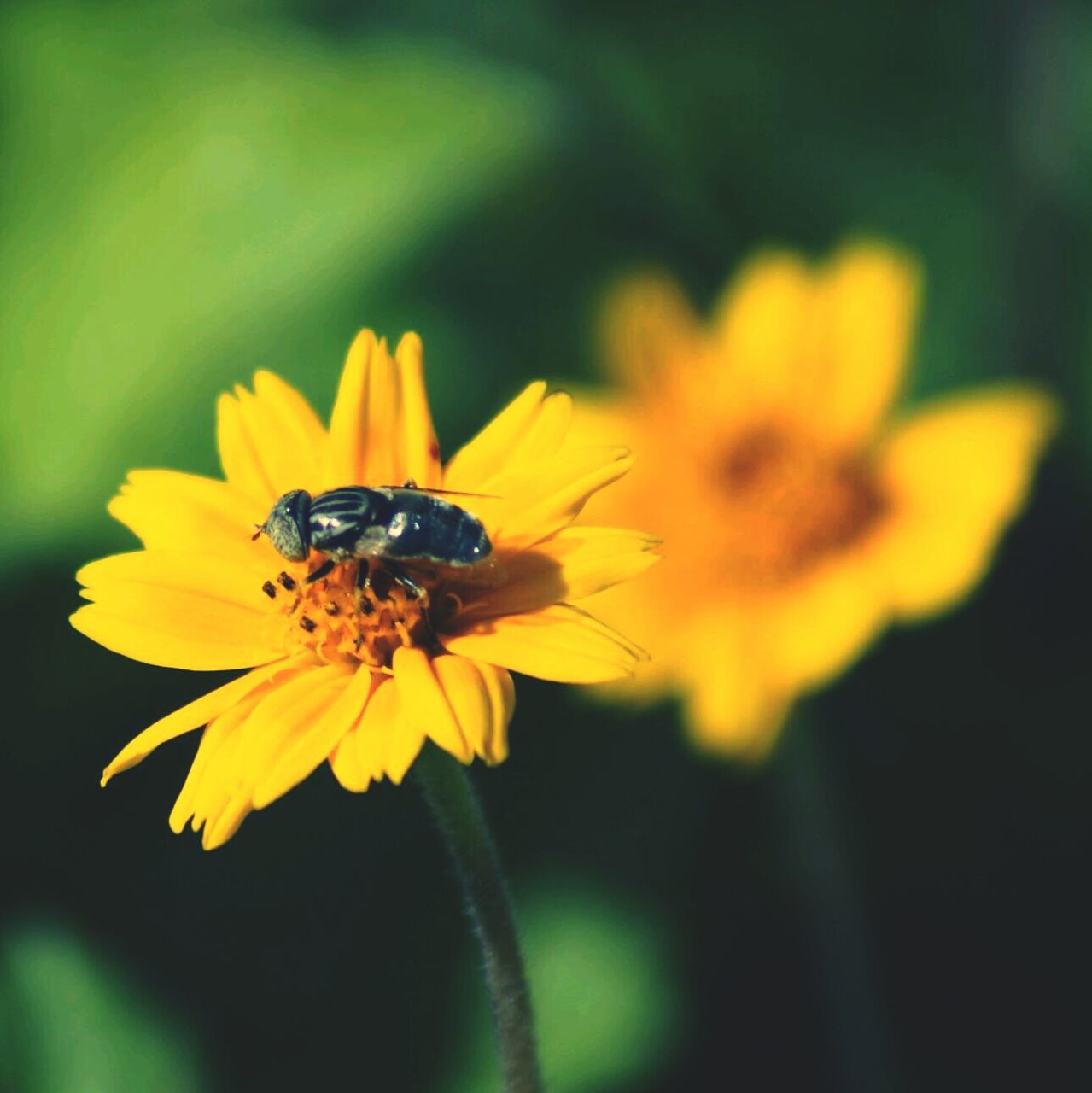 flower, petal, insect, one animal, yellow, freshness, animal themes, flower head, fragility, animals in the wild, wildlife, focus on foreground, pollination, beauty in nature, close-up, growth, pollen, bee, nature, blooming