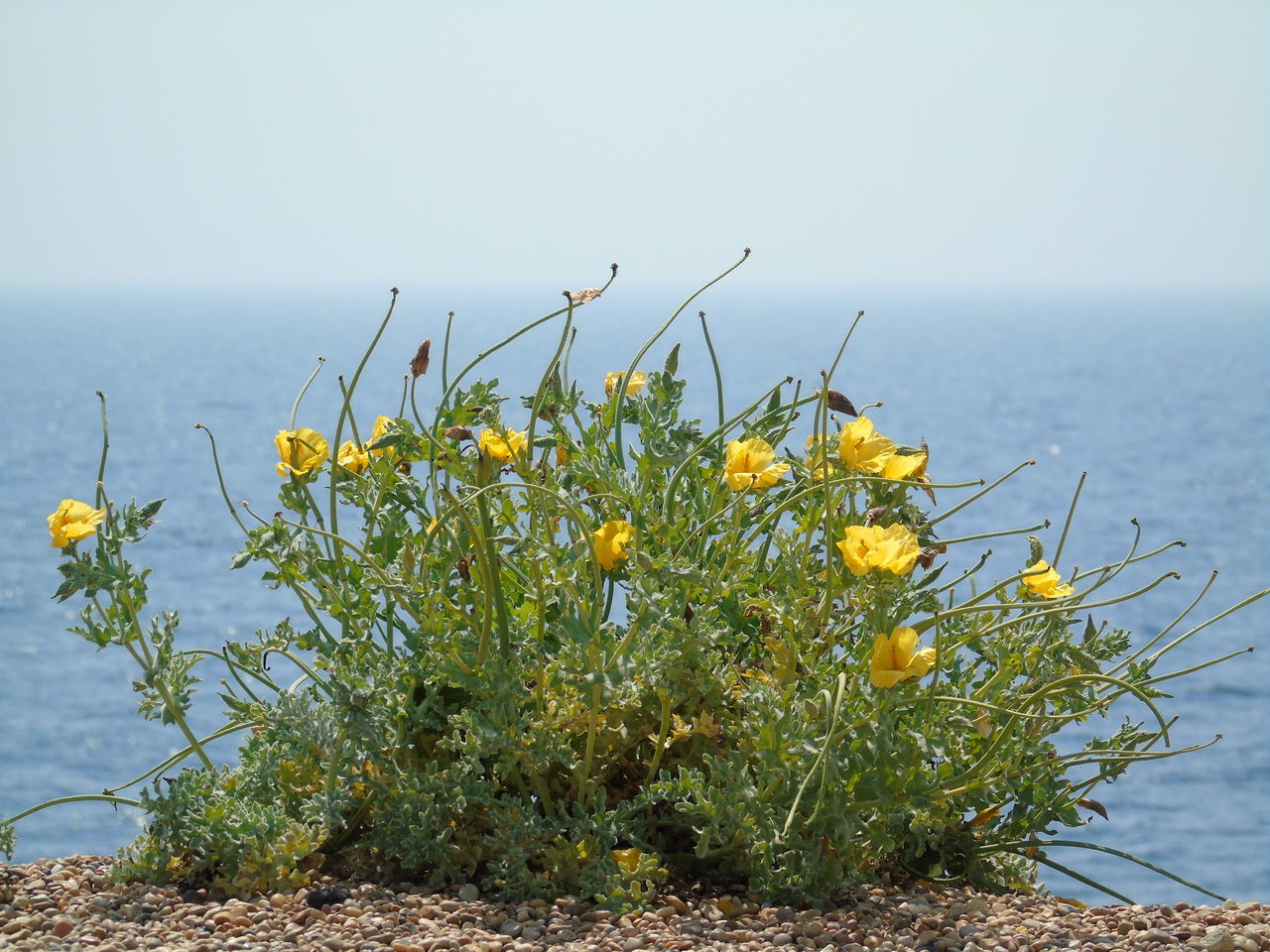 Yellow horned poppy