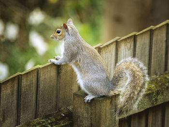 Close-up of squirrel on wooden fence