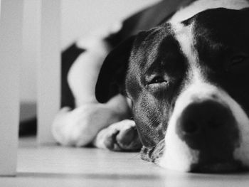 Close-up portrait of dog resting on floor at home