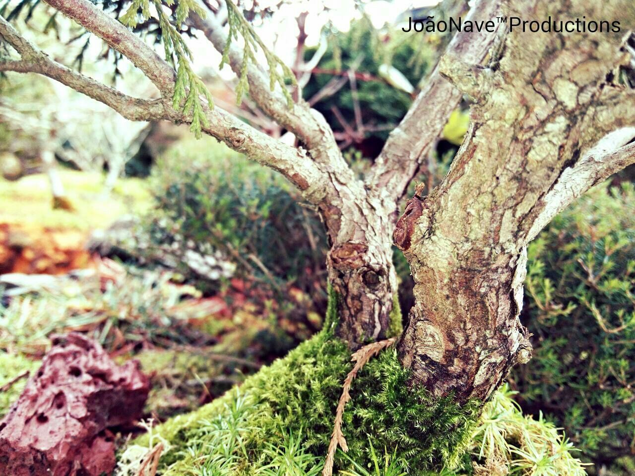 tree trunk, tree, growth, branch, focus on foreground, close-up, nature, leaf, plant, bark, day, outdoors, tranquility, no people, dead plant, growing, textured, beauty in nature, root, forest