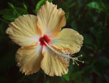 Close-up of red hibiscus flower