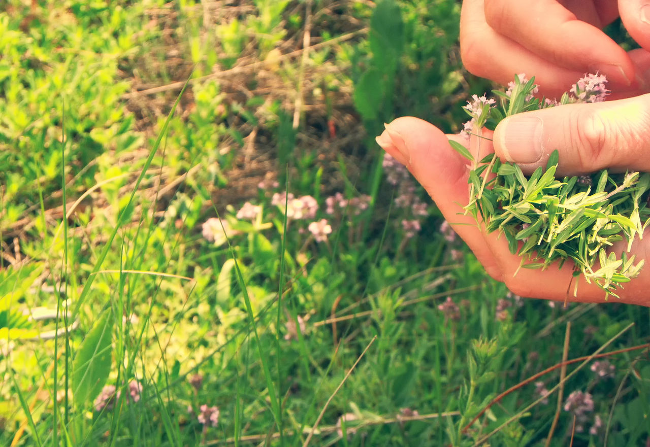 MIDSECTION OF PERSON HOLDING PLANTS IN FIELD