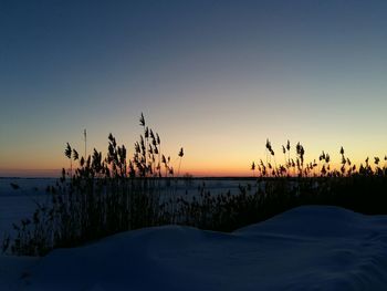 Scenic view of silhouette plants against clear sky during sunset