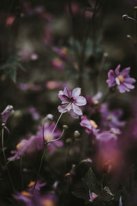 Close-up of pink flowering plants