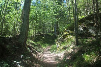 Trees growing in forest