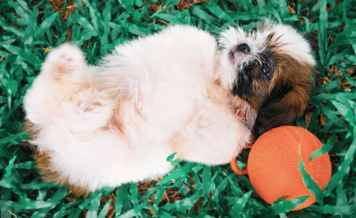 High angle view of puppy relaxing on grass