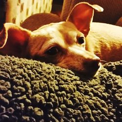 Close-up of dog relaxing on bed