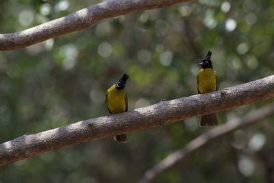 Bird perching on branch