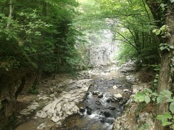 Scenic view of forest