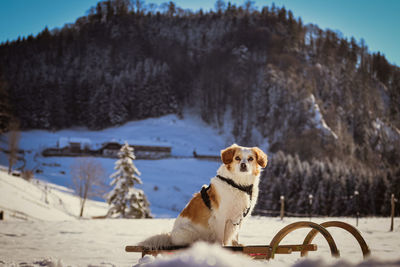 Dog on snow covered land