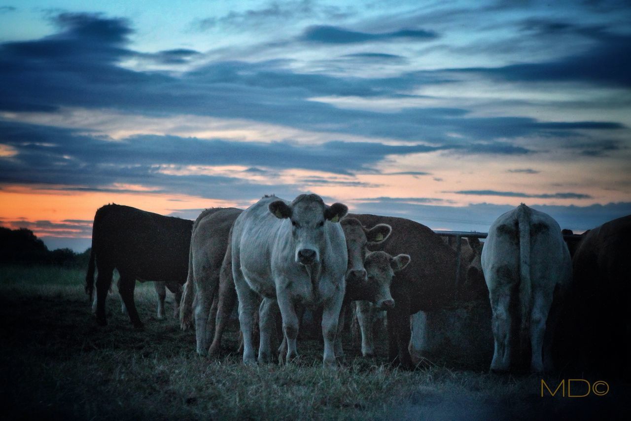 sky, animal themes, mammal, livestock, domestic animals, field, cloud - sky, cow, landscape, horse, herbivorous, domestic cattle, cloudy, rural scene, cloud, nature, grass, standing, grazing, cattle