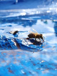 Close-up of insect on the sea