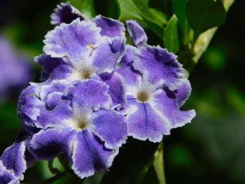 Close-up of purple flowering plant