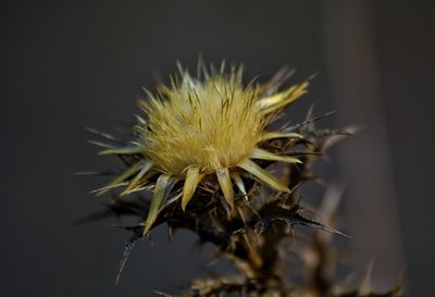 Close-up of flower against blurred background
