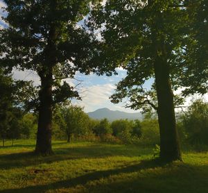 Trees on field against sky
