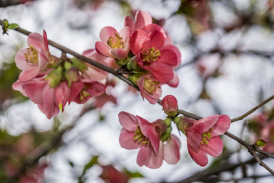 Close-up of pink cherry blossoms