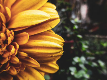 Close-up of yellow flowering plant