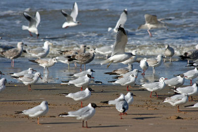 Flock of birds in flight