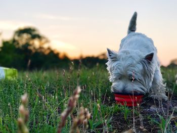 Close-up of dog on field against sky during sunset