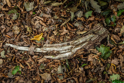 High angle view of lizard on tree trunk