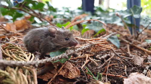 Mouse in autumn leaves