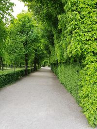 Empty road along trees in park