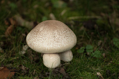 Close-up of mushrooms growing on field