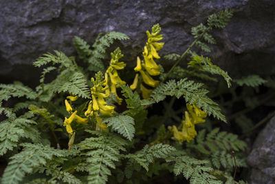 Close-up of yellow flowering plant