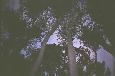 Trees growing in sunlight