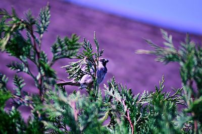 Bird perching on a tree