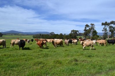 Cows on field against sky