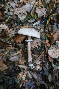 Close-up of mushroom growing on field