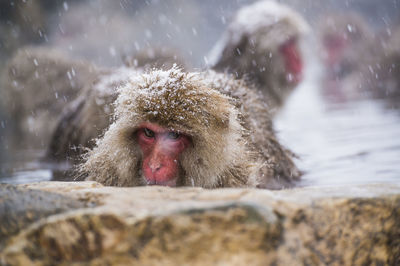 Snow monkeys taking a bath