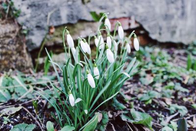 Close-up of white flowers