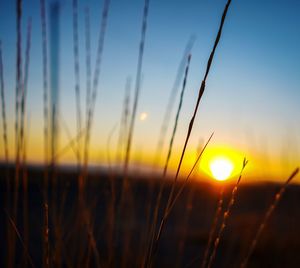 Close-up of stalks against sunset sky