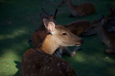 Close-up of deer on field