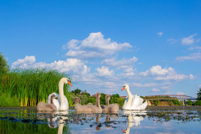 Ducks swimming in lake against sky