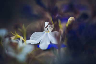 Close-up of white flowering plant