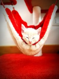 Close-up of white cat at home