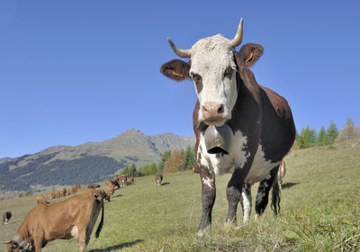 Cows standing in a field