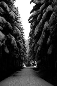 Road amidst trees against sky