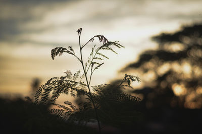 Close-up of stalks against sunset sky